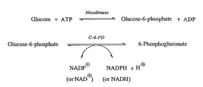 Hexokinase Method: A Reliable Technique for Glucose .